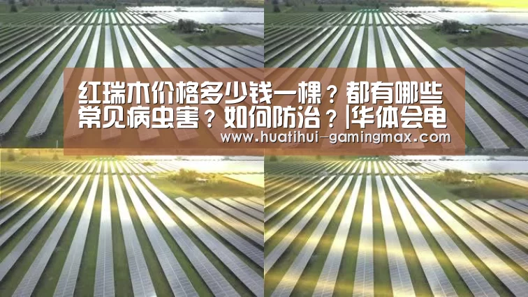 红瑞木价格多少钱一棵?都有哪些常见病虫害?如何防治?|华体会电子(图1) 华体会捕鱼