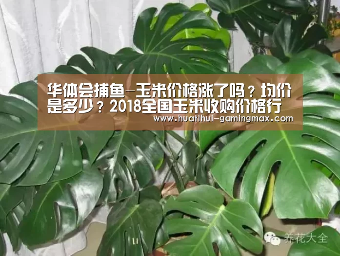 华体会捕鱼-玉米价格涨了吗?均价是多少?2018全国玉米收购价格行情(图2) 华体会百家乐
